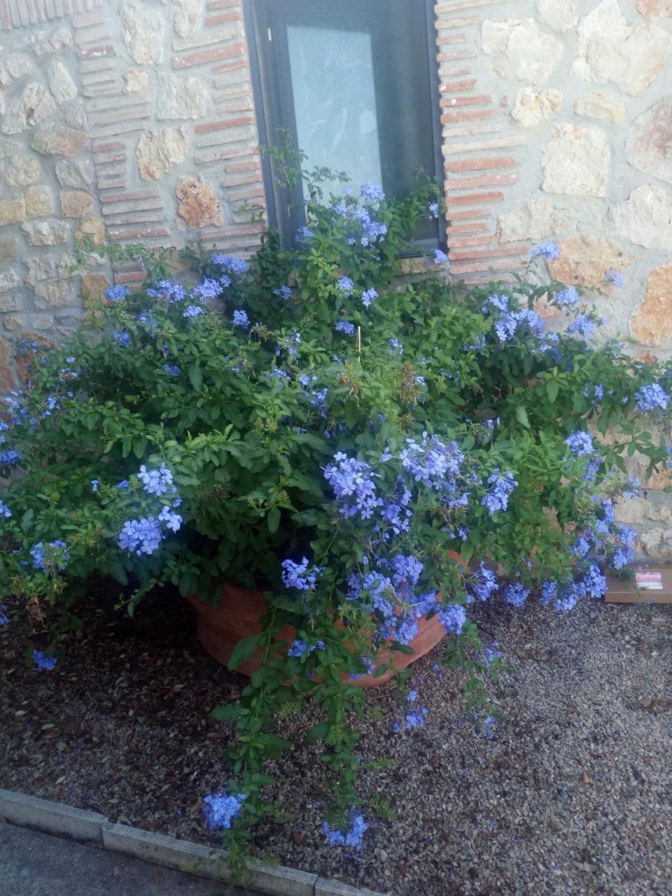 Case Cordovani Magliano in Toscana Exterior foto